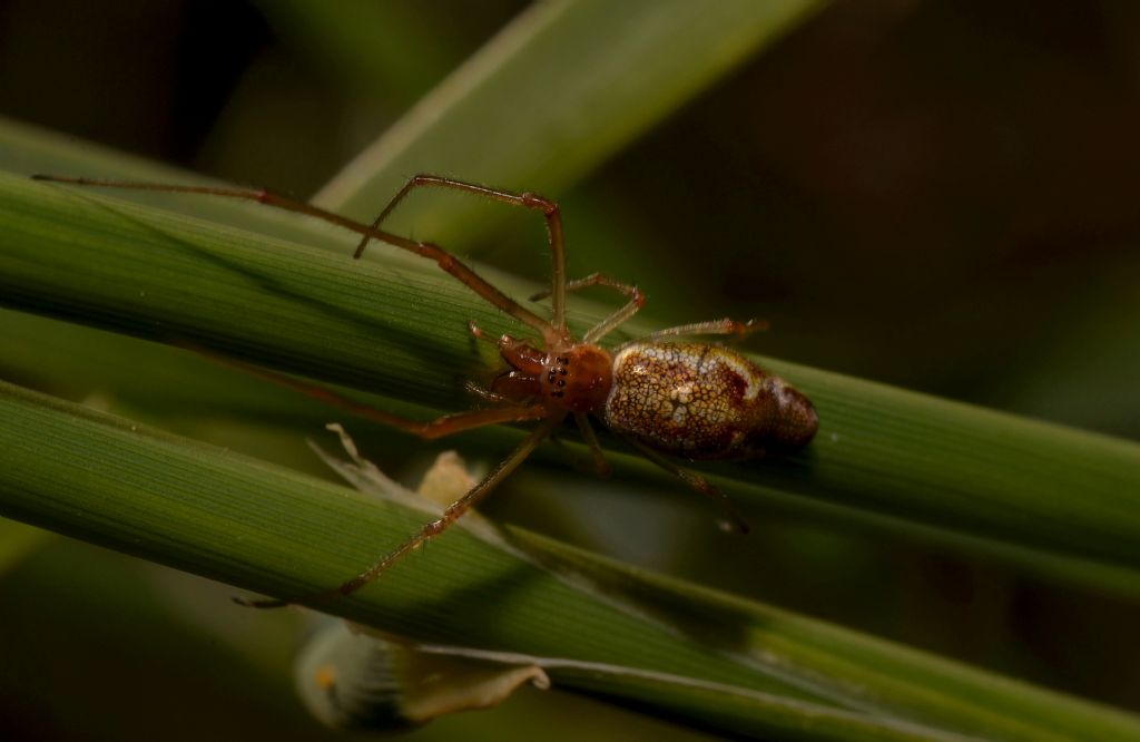 Tetragnathidae: Tetragnatha sp., femmina  - Grosseto